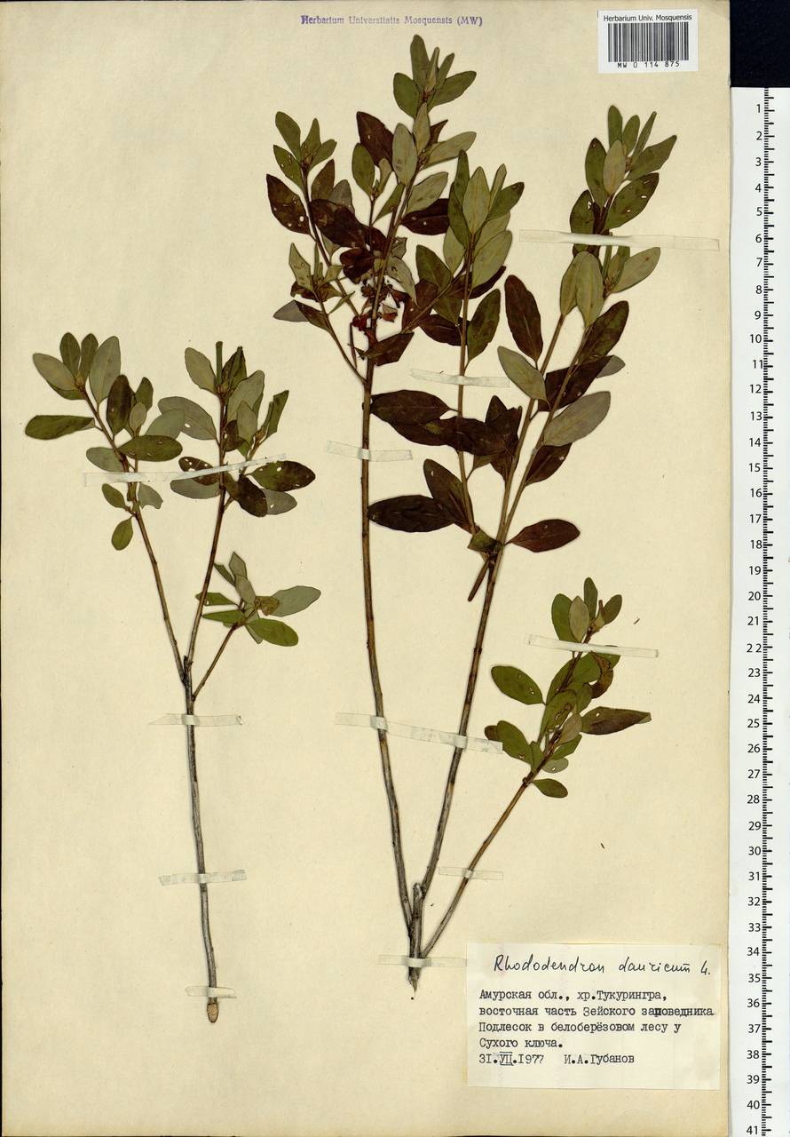 Rhododendron dauricum L., Siberia, Russian Far East (S6) (Russia)