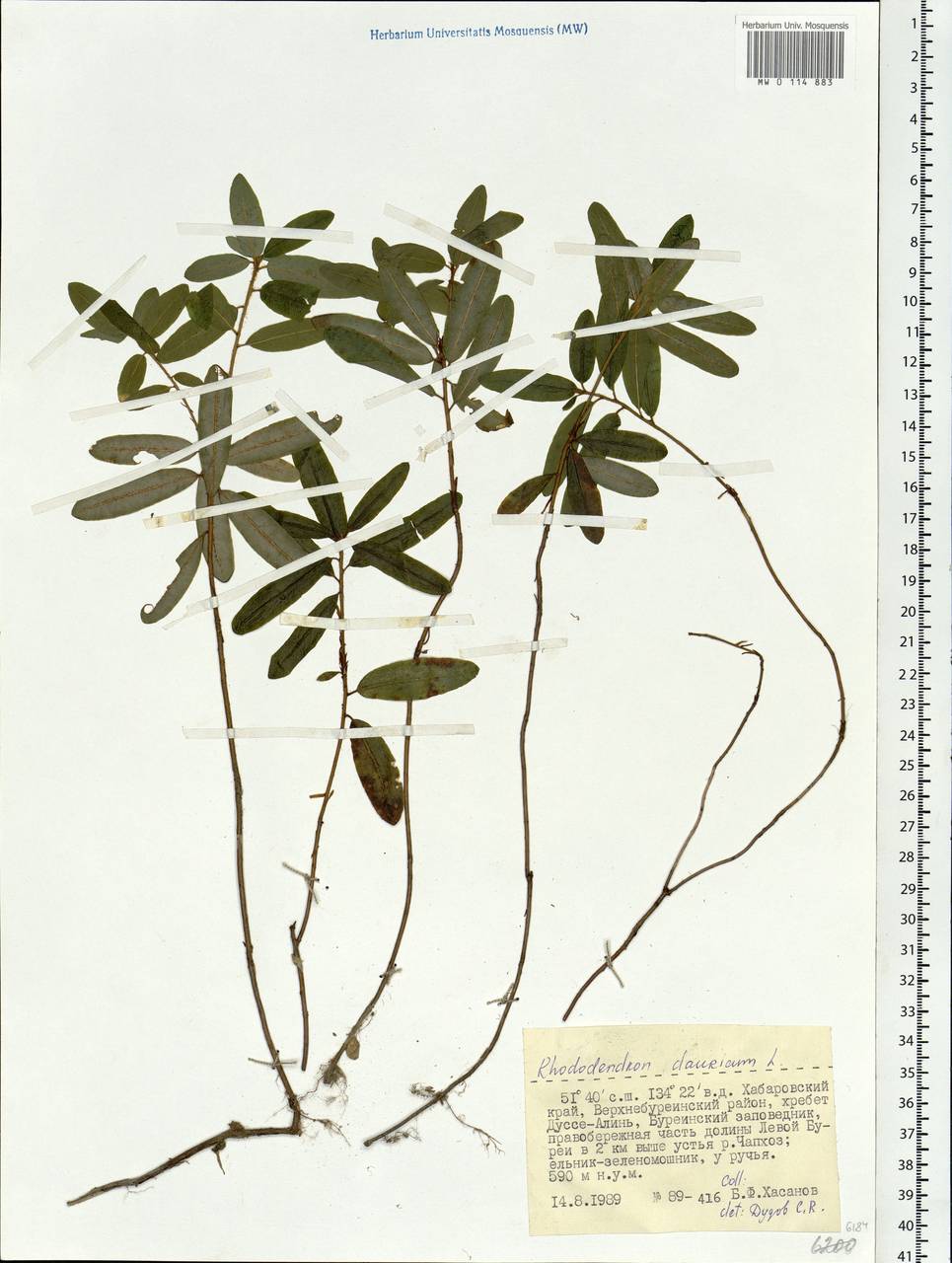 Rhododendron dauricum L., Siberia, Russian Far East (S6) (Russia)