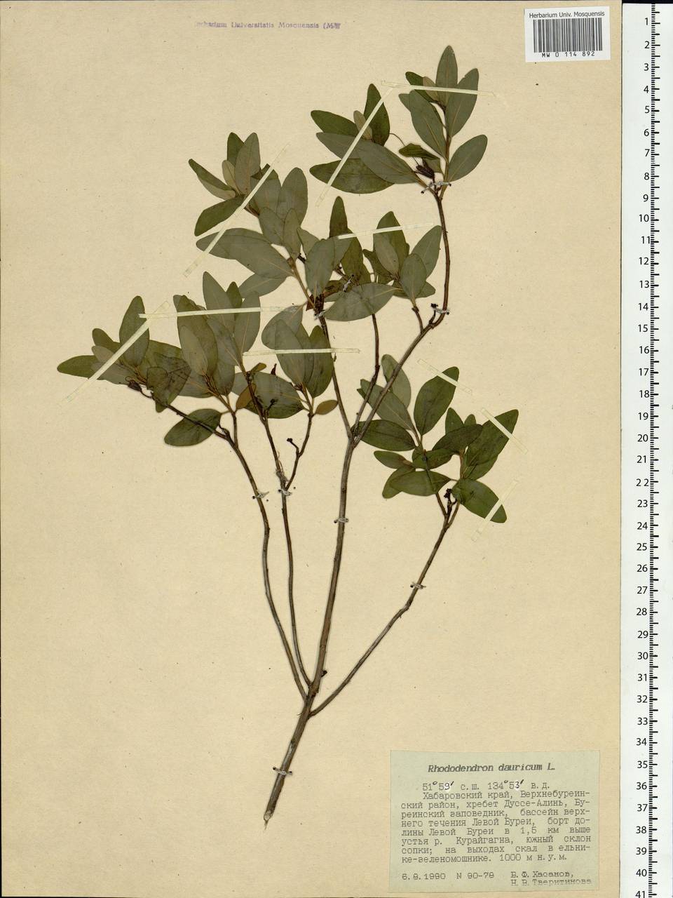 Rhododendron dauricum L., Siberia, Russian Far East (S6) (Russia)