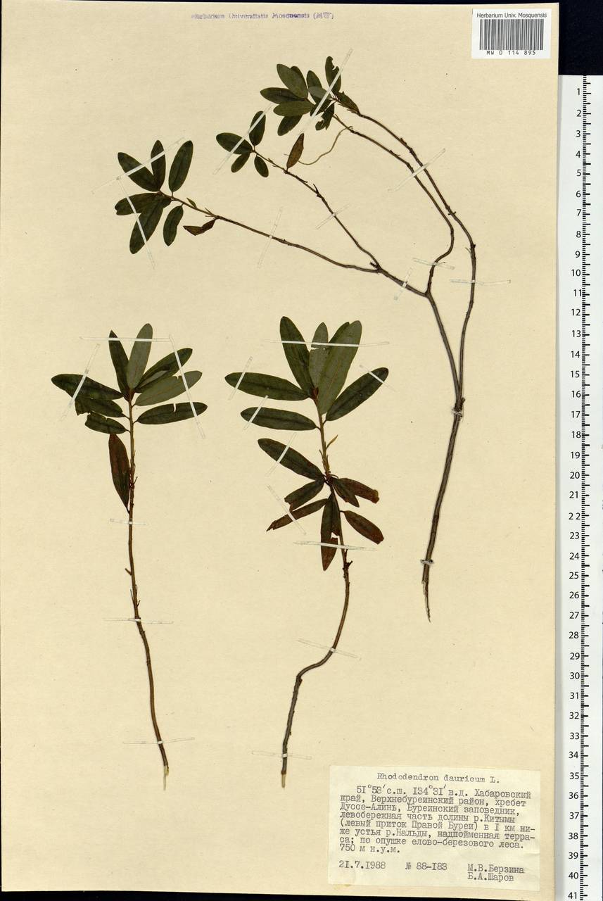 Rhododendron dauricum L., Siberia, Russian Far East (S6) (Russia)