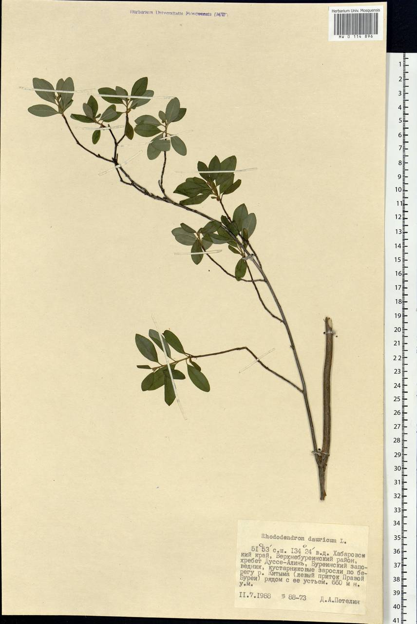 Rhododendron dauricum L., Siberia, Russian Far East (S6) (Russia)