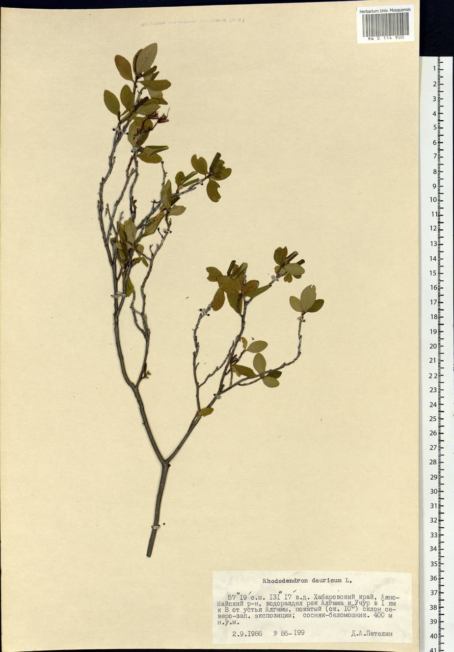 MW0114900, Rhododendron dauricum (Рододендрон даурский), specimen Rhododendron dauricum L., Siberia, Russian Far East (S6) (Russia)