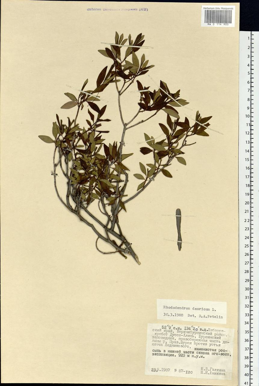 Rhododendron dauricum L., Siberia, Russian Far East (S6) (Russia)