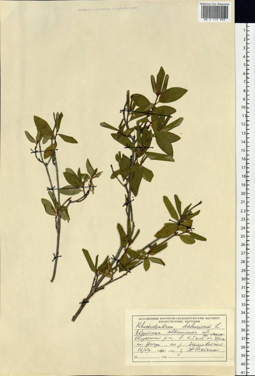 Rhododendron dauricum L., Siberia, Russian Far East (S6) (Russia)
