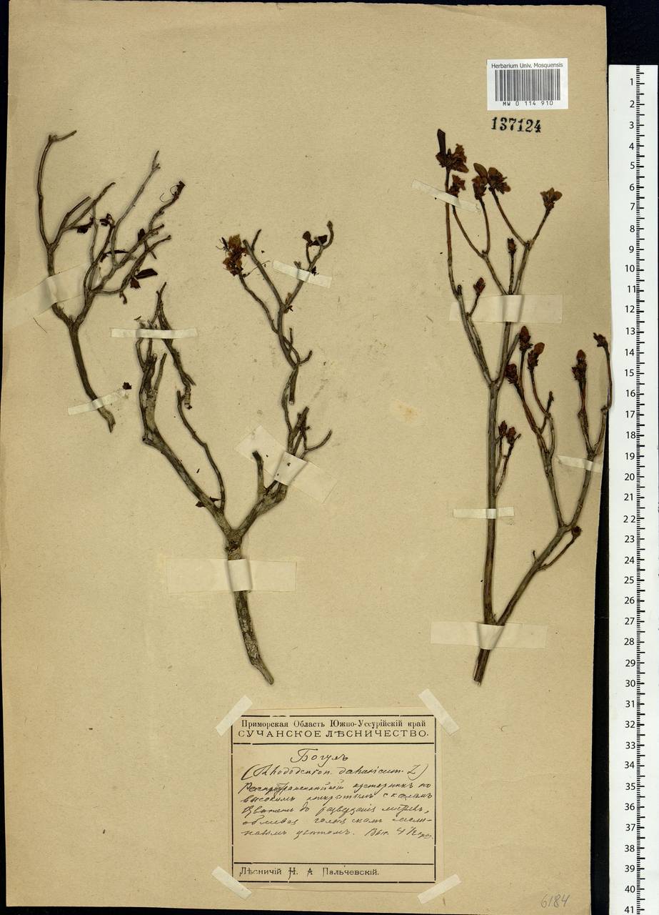 Rhododendron dauricum L., Siberia, Russian Far East (S6) (Russia)