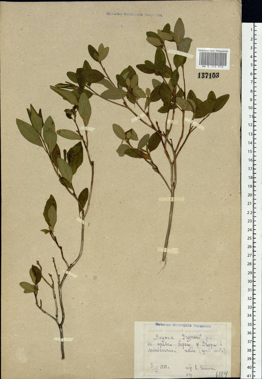 Rhododendron dauricum L., Siberia, Yakutia (S5) (Russia)