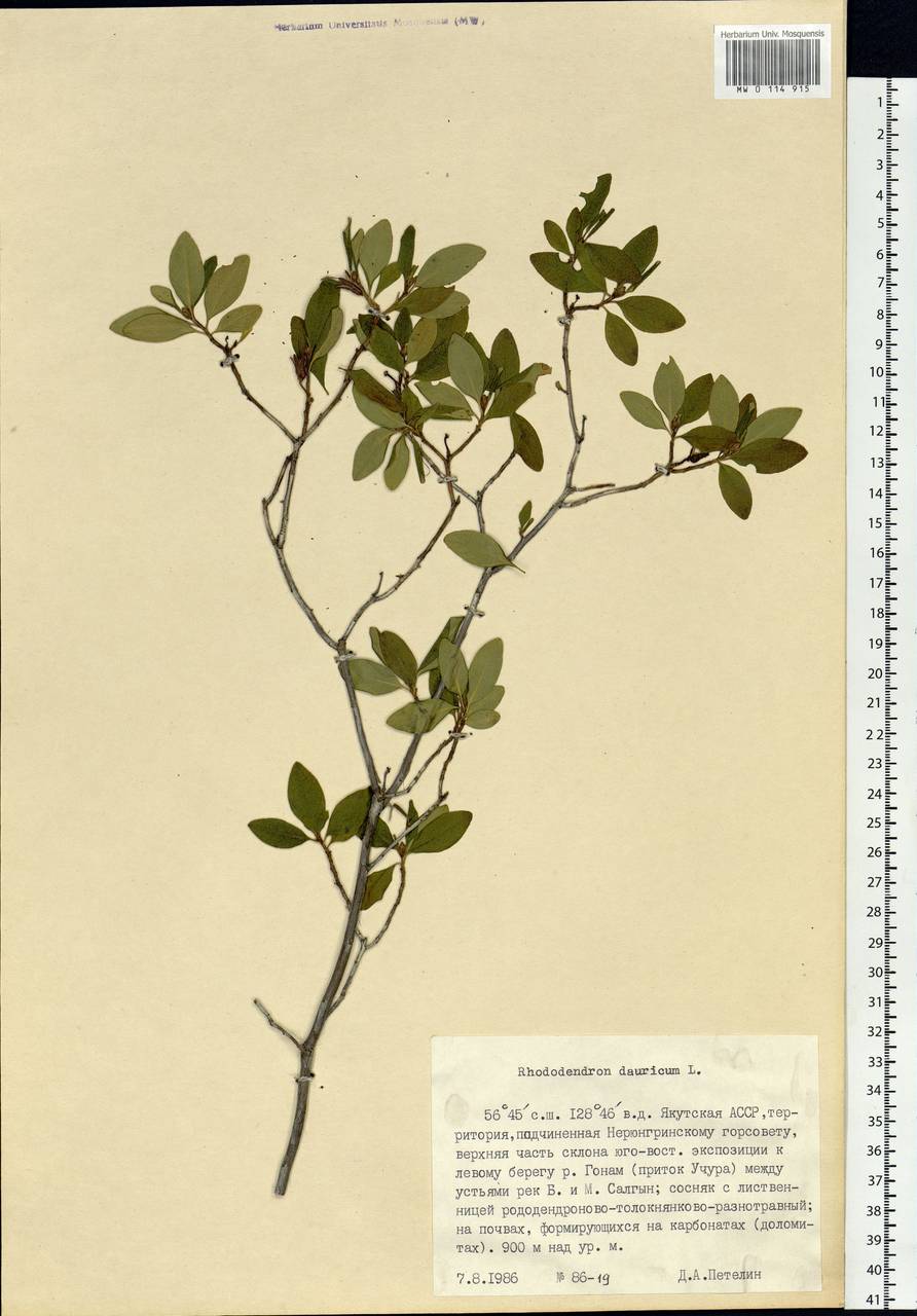 Rhododendron dauricum L., Siberia, Yakutia (S5) (Russia)