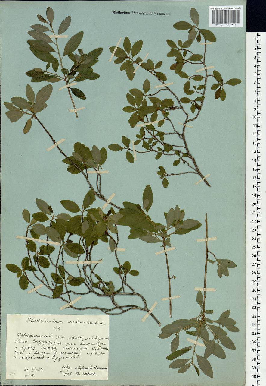 Rhododendron dauricum L., Siberia, Yakutia (S5) (Russia)