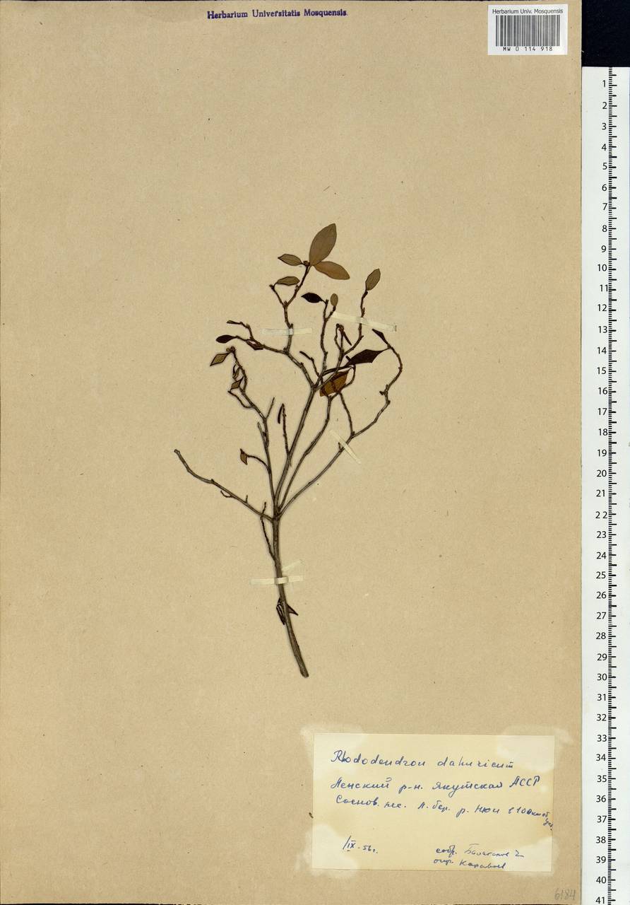 Rhododendron dauricum L., Siberia, Yakutia (S5) (Russia)