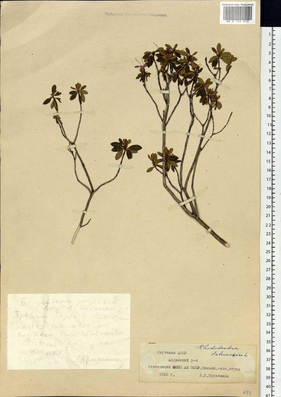 Rhododendron dauricum L., Siberia, Yakutia (S5) (Russia)