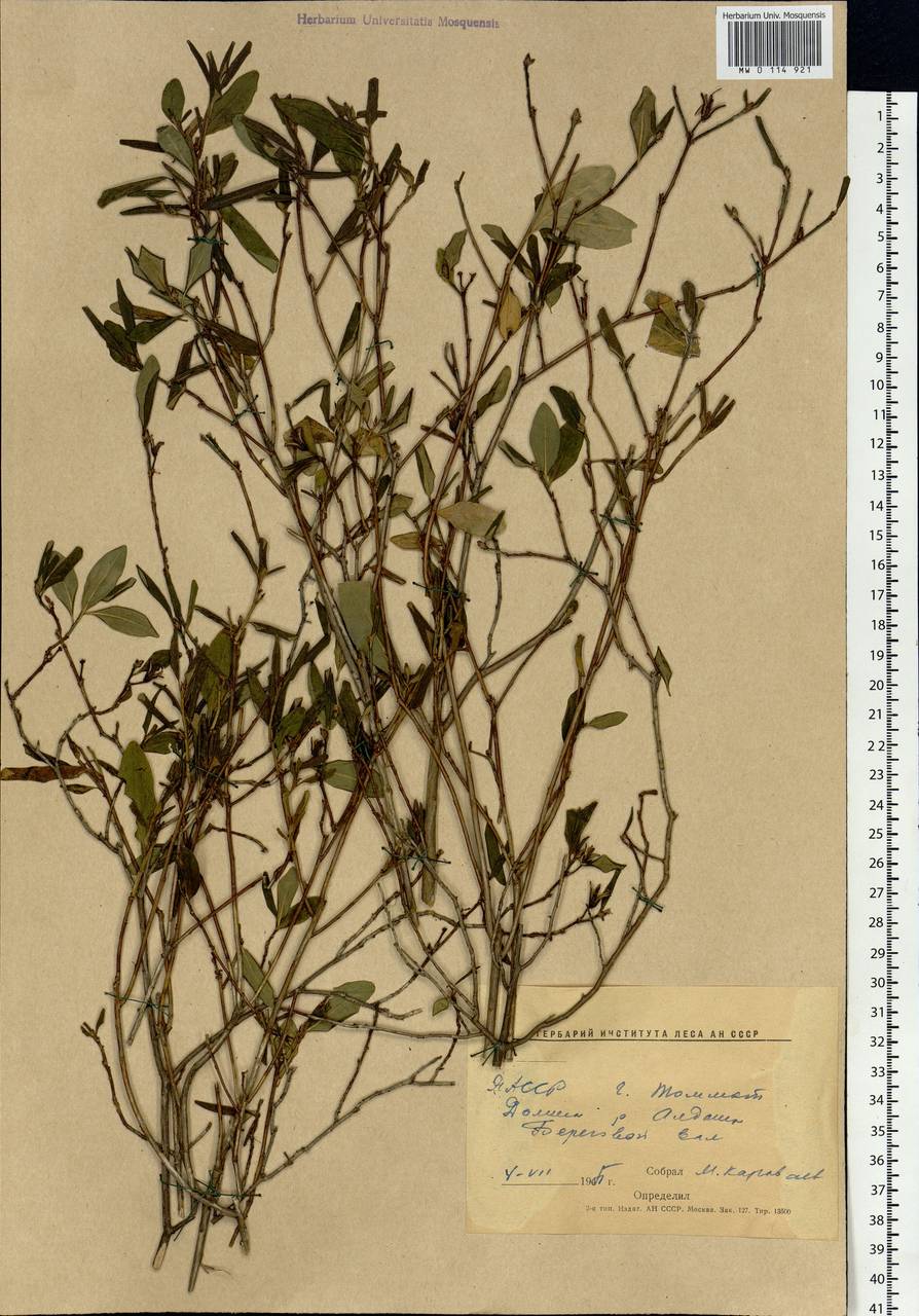 Rhododendron dauricum L., Siberia, Yakutia (S5) (Russia)
