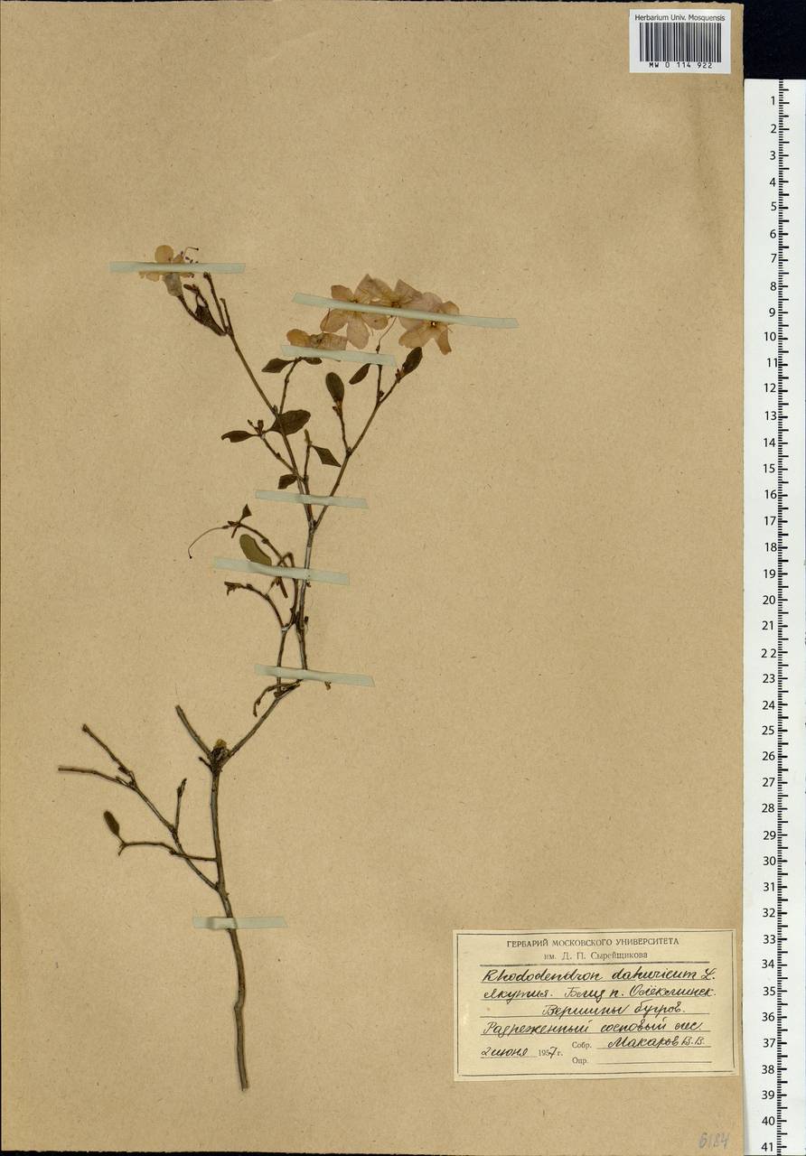 Rhododendron dauricum L., Siberia, Yakutia (S5) (Russia)