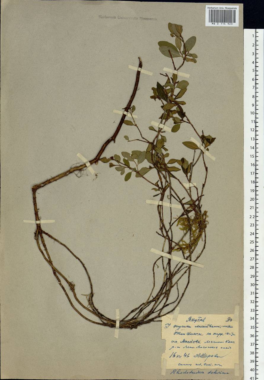 Rhododendron dauricum L., Siberia, Yakutia (S5) (Russia)