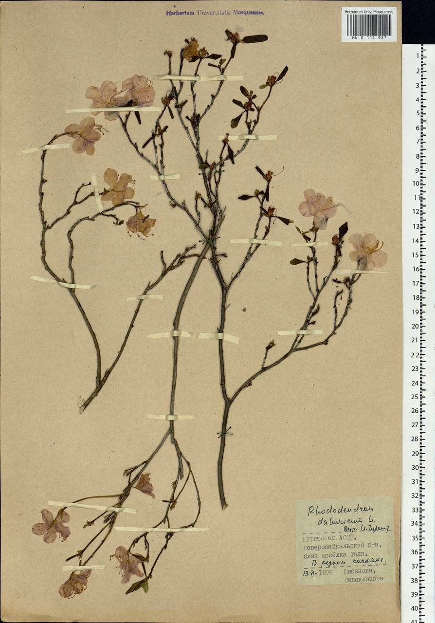 Rhododendron dauricum L., Siberia, Baikal & Transbaikal region (S4) (Russia)