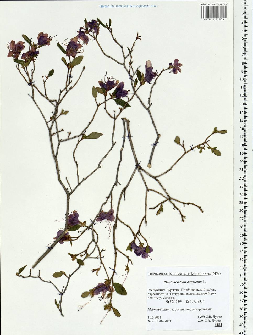 Rhododendron dauricum L., Siberia, Baikal & Transbaikal region (S4) (Russia)