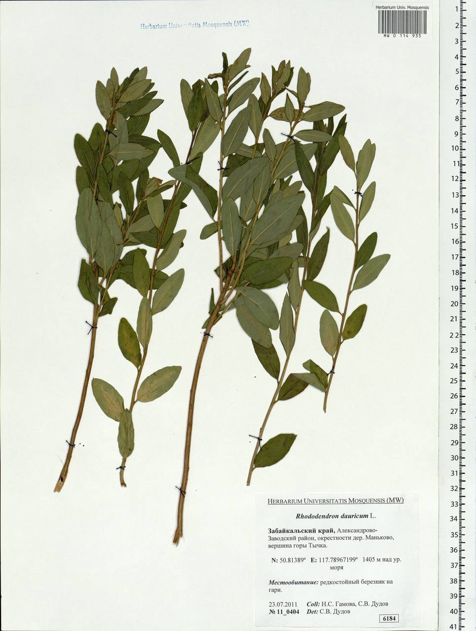 Rhododendron dauricum L., Siberia, Baikal & Transbaikal region (S4) (Russia)