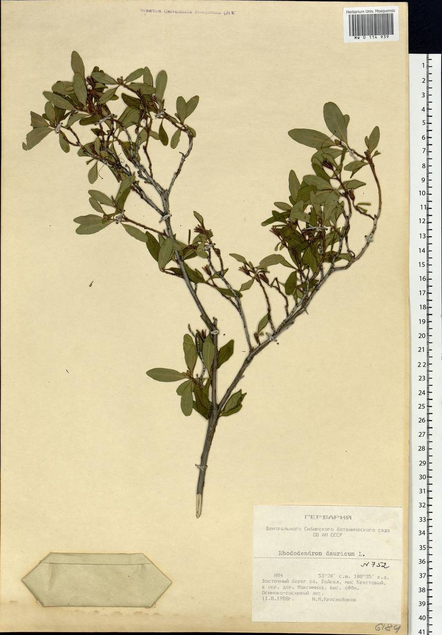 Rhododendron dauricum L., Siberia, Baikal & Transbaikal region (S4) (Russia)