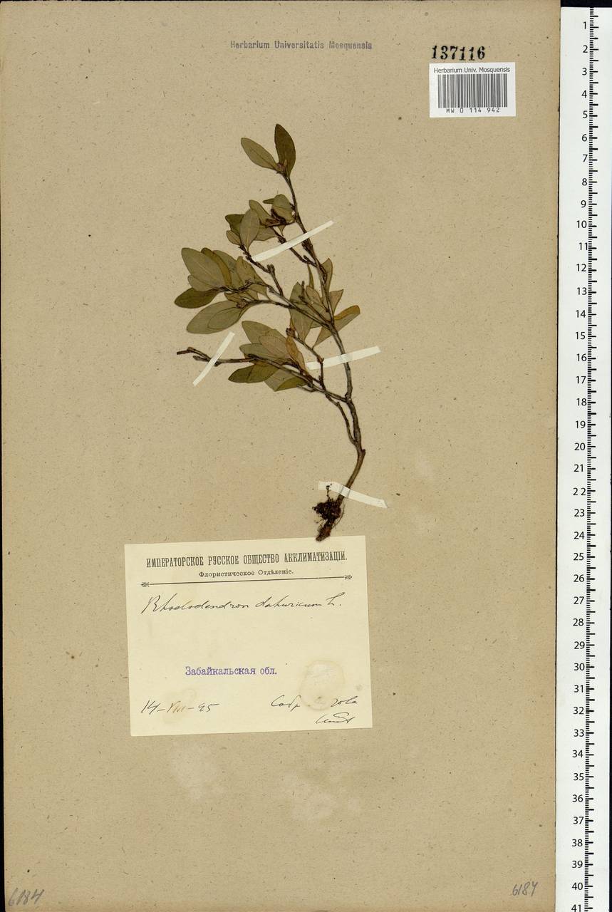 Rhododendron dauricum L., Siberia, Baikal & Transbaikal region (S4) (Russia)