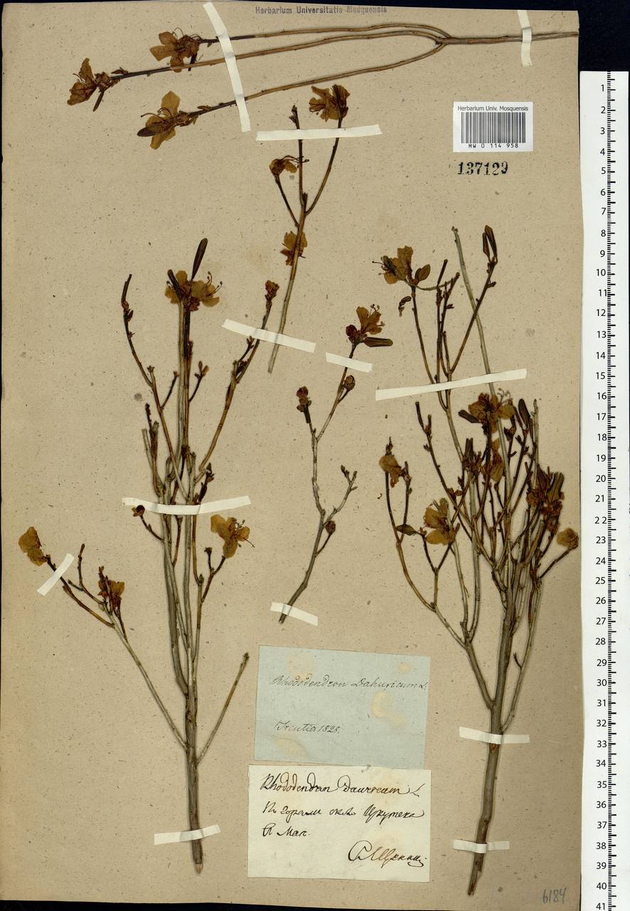 Rhododendron dauricum L., Siberia, Baikal & Transbaikal region (S4) (Russia)