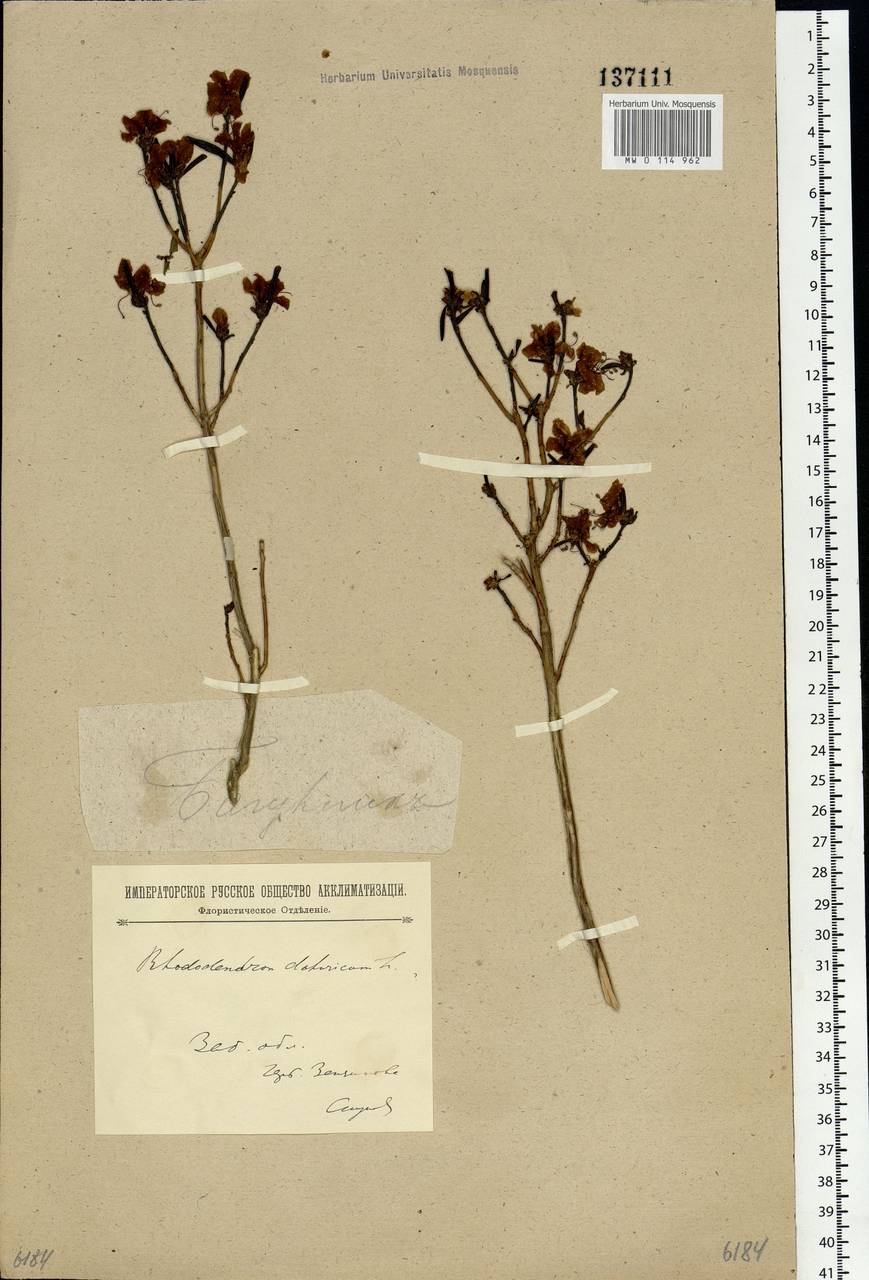 Rhododendron dauricum L., Siberia, Baikal & Transbaikal region (S4) (Russia)