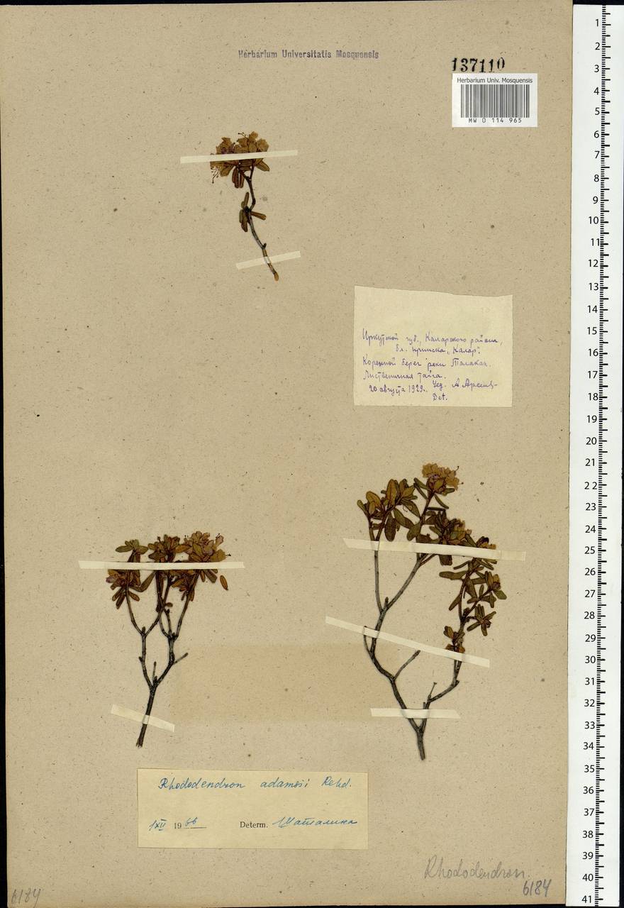 Rhododendron dauricum L., Siberia, Baikal & Transbaikal region (S4) (Russia)