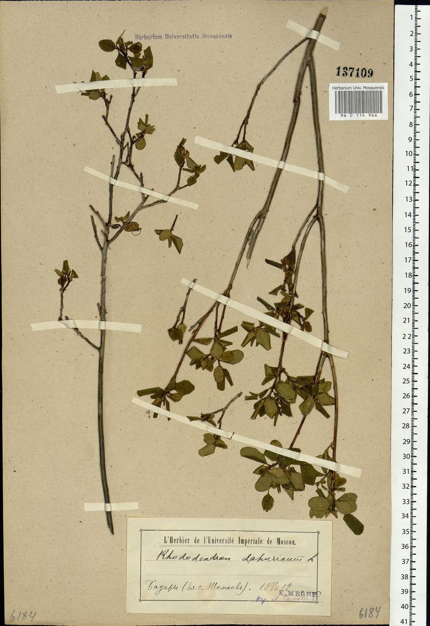 Rhododendron dauricum L., Siberia, Baikal & Transbaikal region (S4) (Russia)