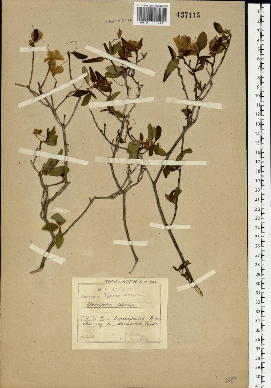 Rhododendron dauricum L., Siberia, Baikal & Transbaikal region (S4) (Russia)