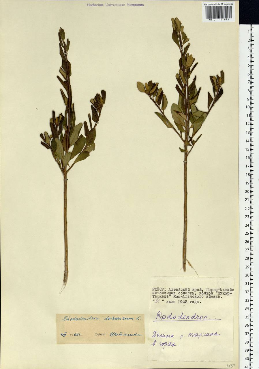 Rhododendron dauricum L., Siberia, Altai & Sayany Mountains (S2) (Russia)