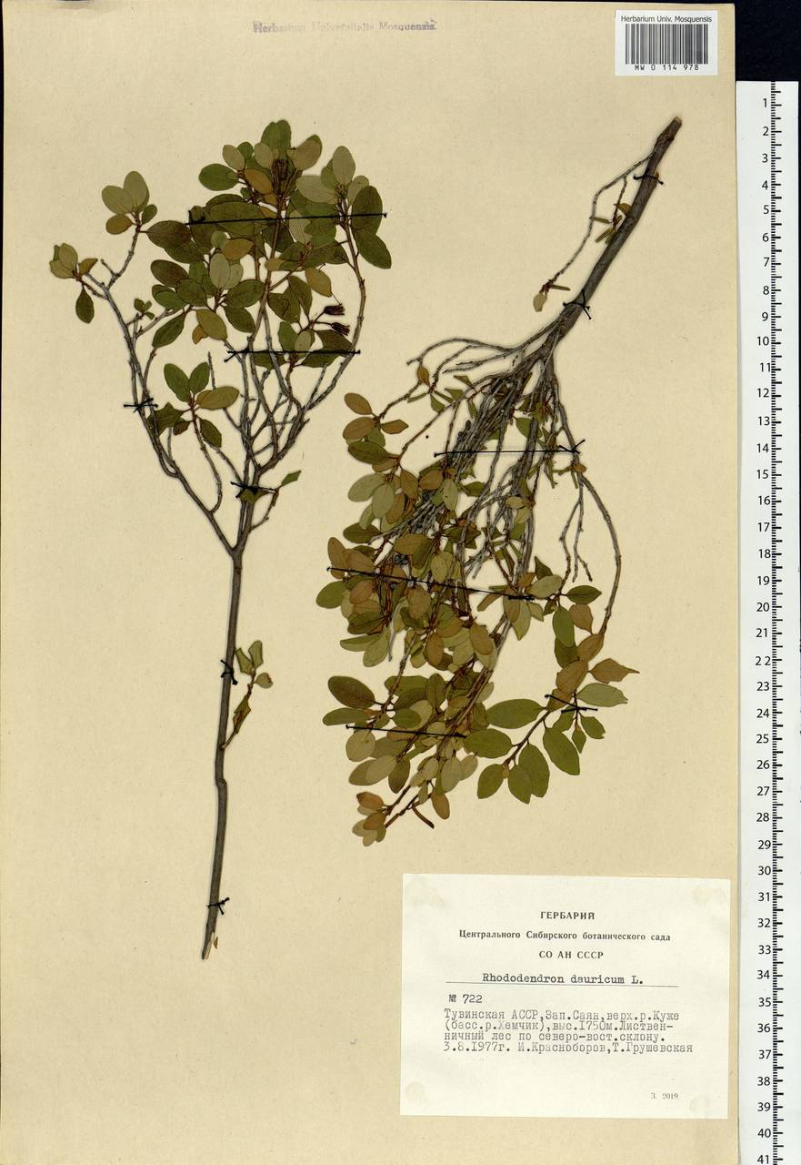 Rhododendron dauricum L., Siberia, Altai & Sayany Mountains (S2) (Russia)