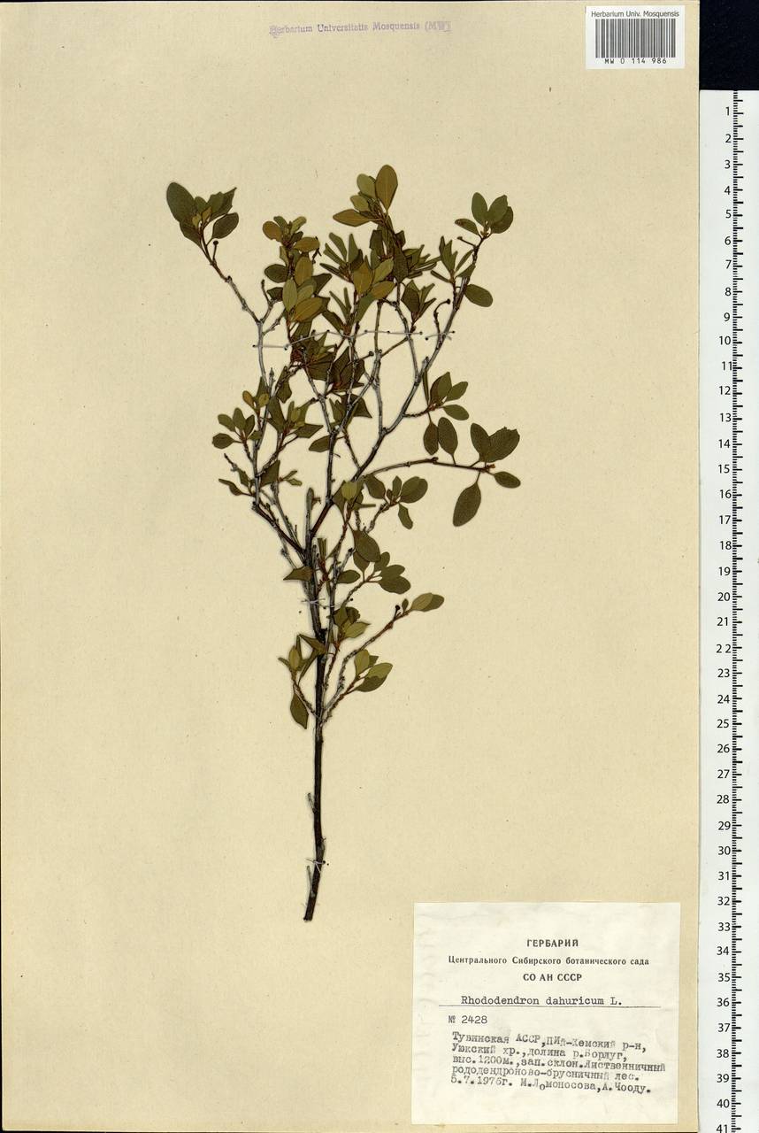 Rhododendron dauricum L., Siberia, Altai & Sayany Mountains (S2) (Russia)