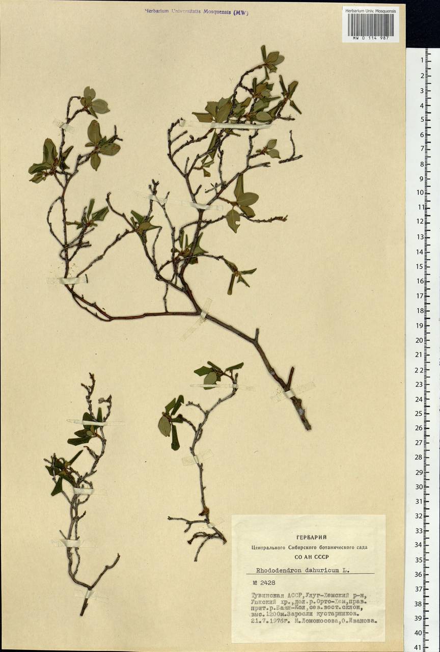 Rhododendron dauricum L., Siberia, Altai & Sayany Mountains (S2) (Russia)