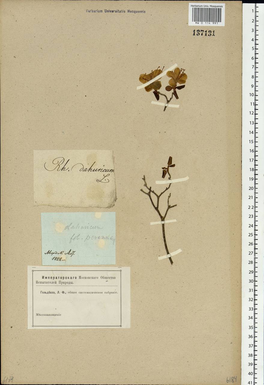 Rhododendron dauricum L., Siberia, Altai & Sayany Mountains (S2) (Russia)