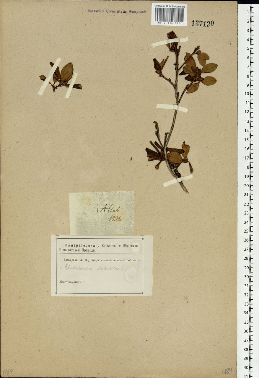 Rhododendron dauricum L., Siberia, Altai & Sayany Mountains (S2) (Russia)