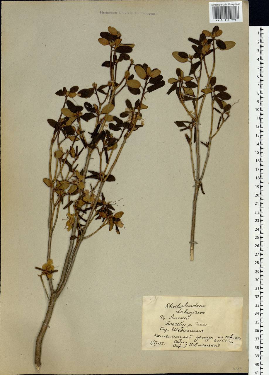Rhododendron dauricum L., Siberia, Altai & Sayany Mountains (S2) (Russia)