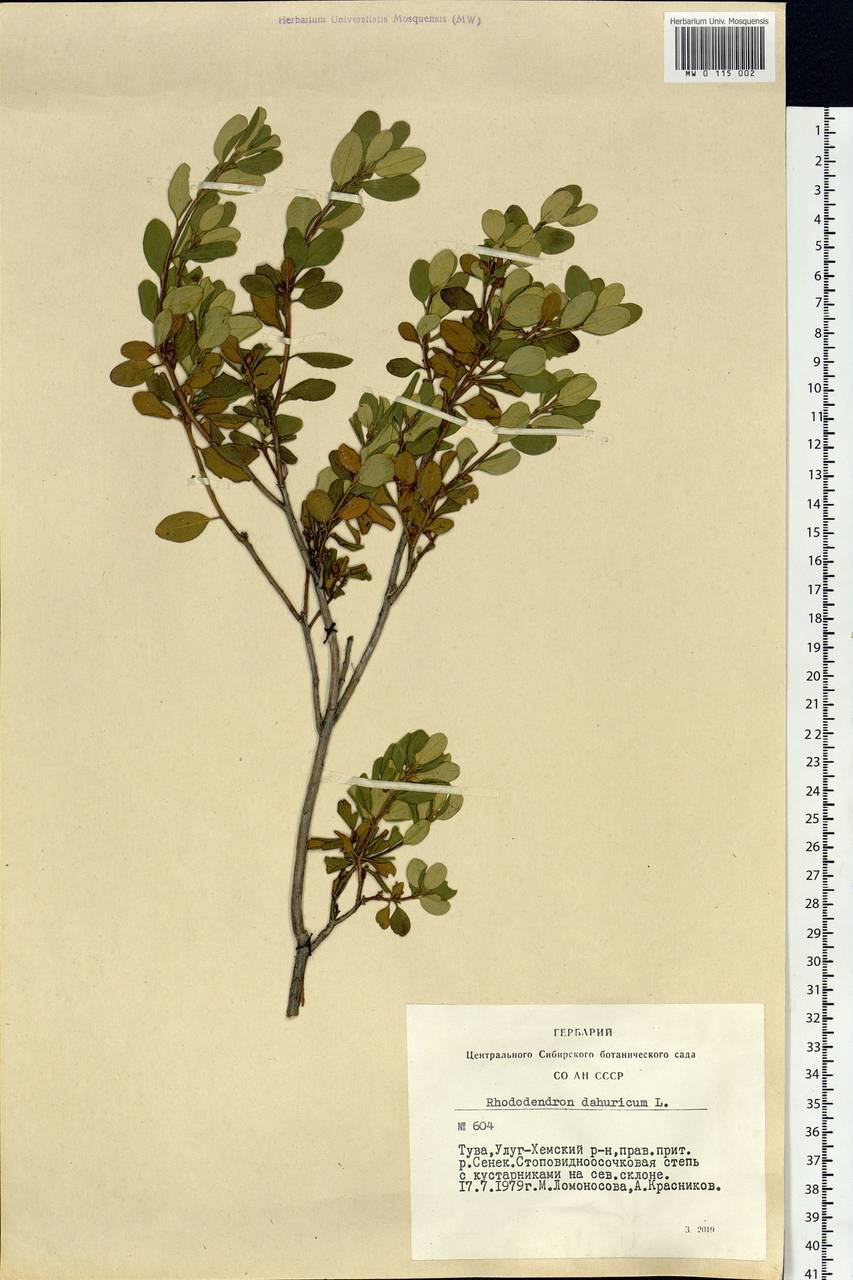 Rhododendron dauricum L., Siberia, Altai & Sayany Mountains (S2) (Russia)