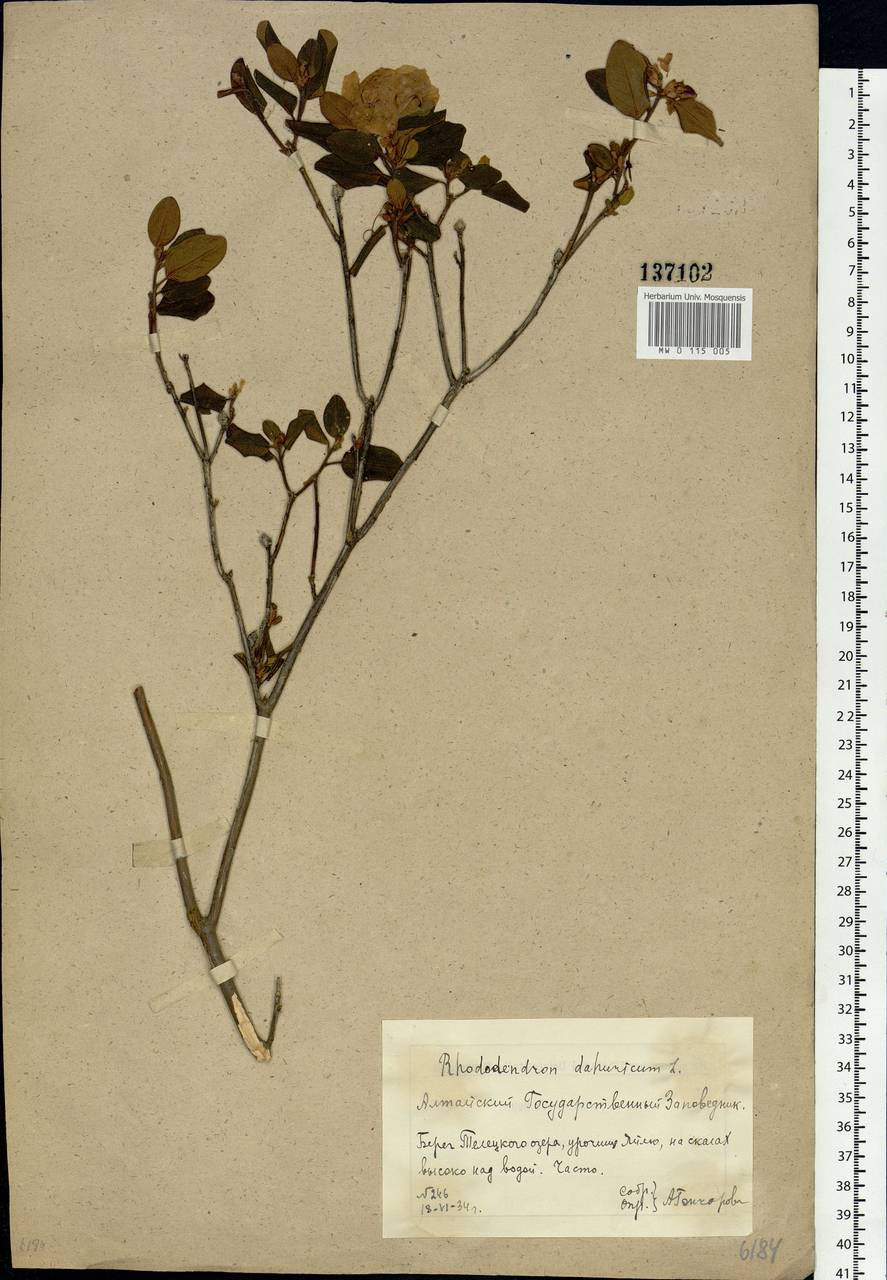 Rhododendron dauricum L., Siberia, Altai & Sayany Mountains (S2) (Russia)