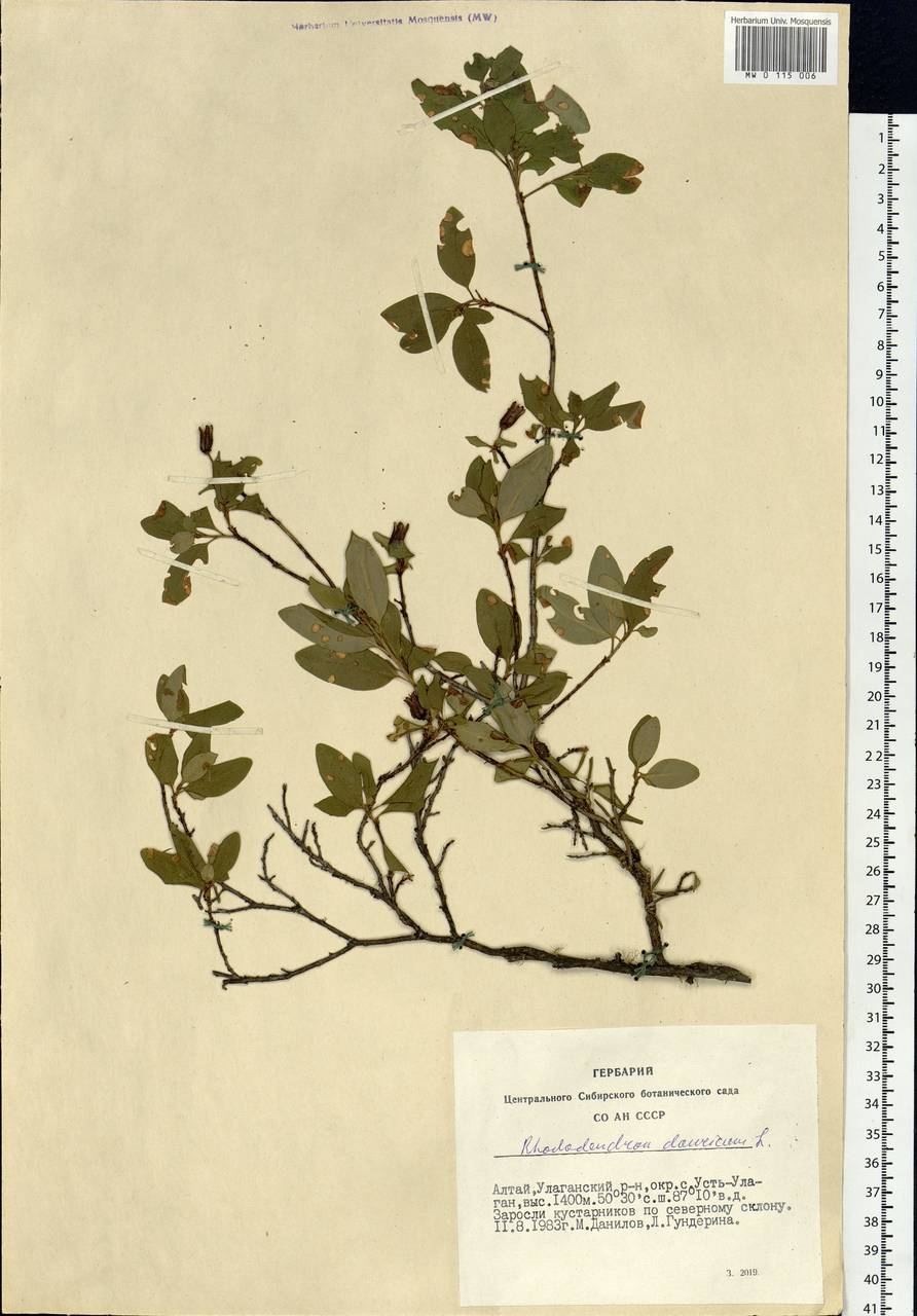 Rhododendron dauricum L., Siberia, Altai & Sayany Mountains (S2) (Russia)