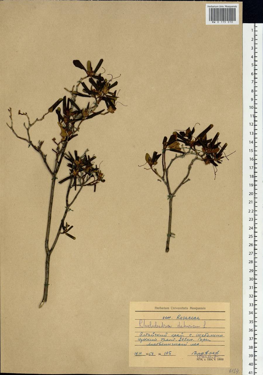 Rhododendron dauricum L., Siberia, Altai & Sayany Mountains (S2) (Russia)