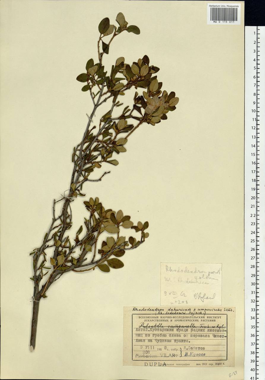 Rhododendron dauricum L., Siberia, Altai & Sayany Mountains (S2) (Russia)