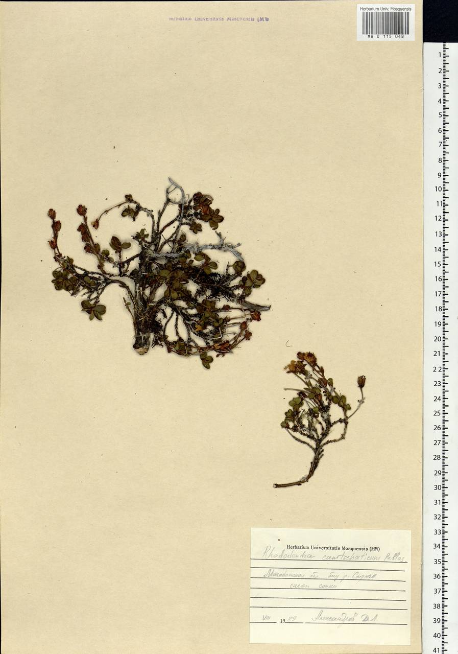 Rhododendron camtschaticum Pall., Siberia, Chukotka & Kamchatka (S7) (Russia)
