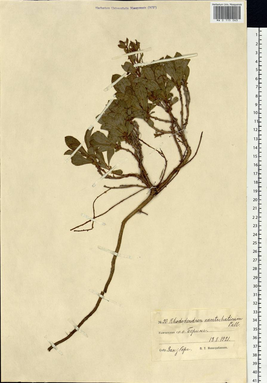 Rhododendron camtschaticum Pall., Siberia, Chukotka & Kamchatka (S7) (Russia)