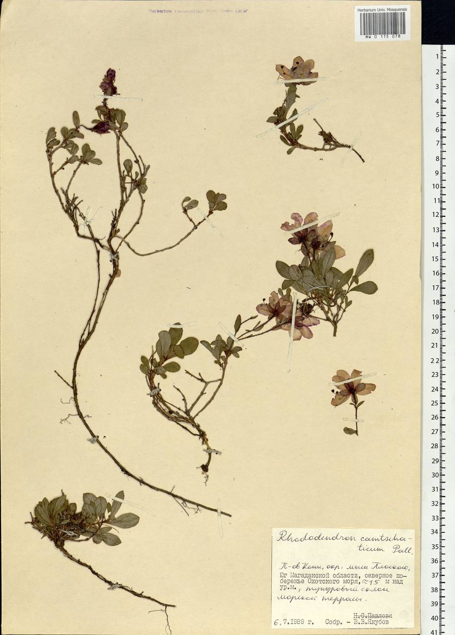 Rhododendron camtschaticum Pall., Siberia, Chukotka & Kamchatka (S7) (Russia)