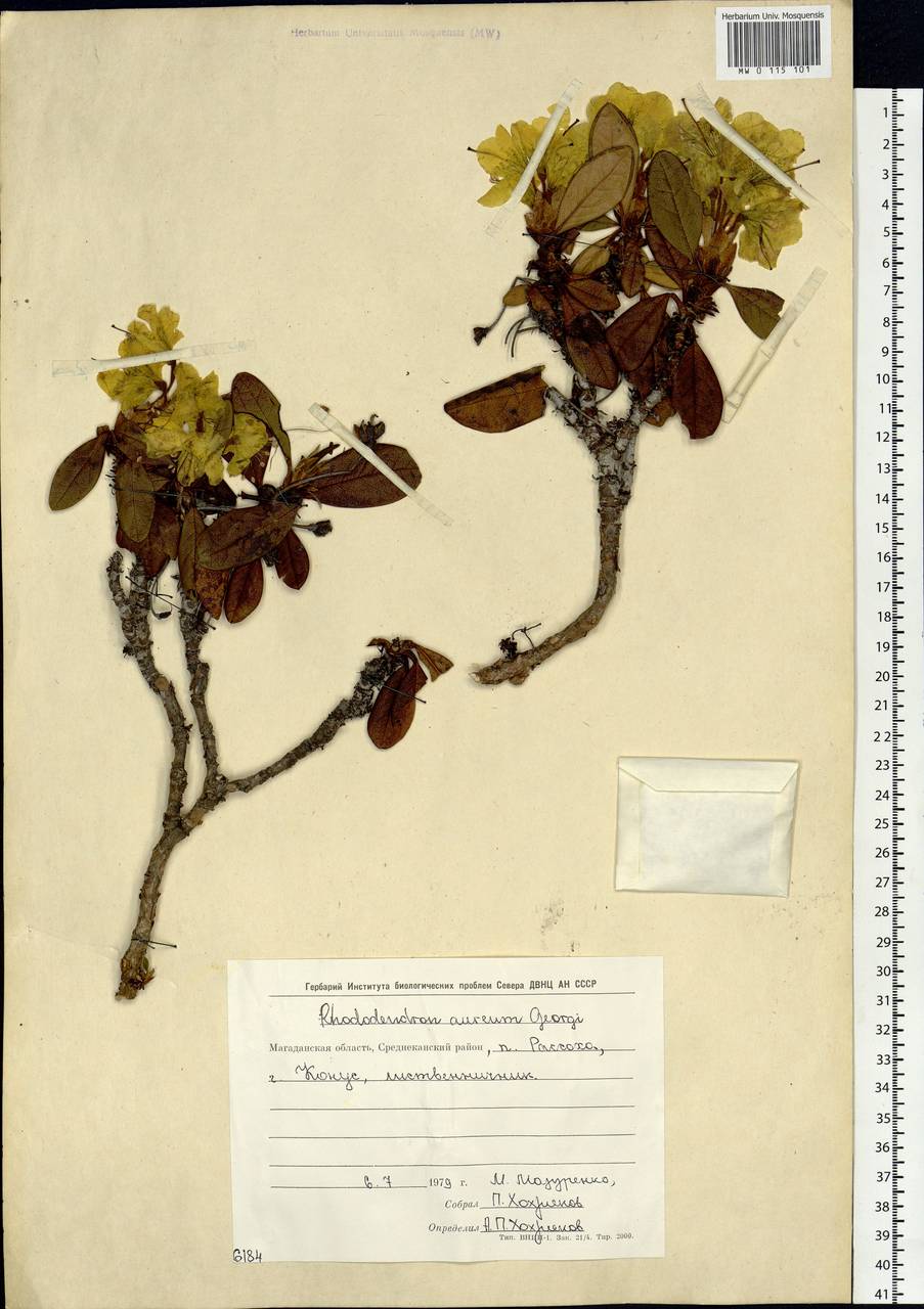 Rhododendron aureum Georgi, Siberia, Chukotka & Kamchatka (S7) (Russia)