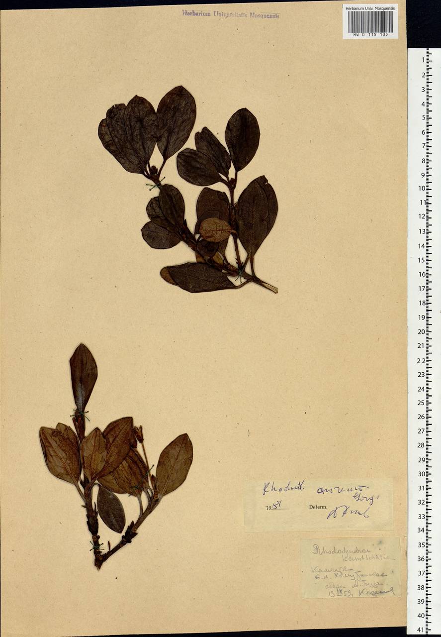 Rhododendron aureum Georgi, Siberia, Chukotka & Kamchatka (S7) (Russia)