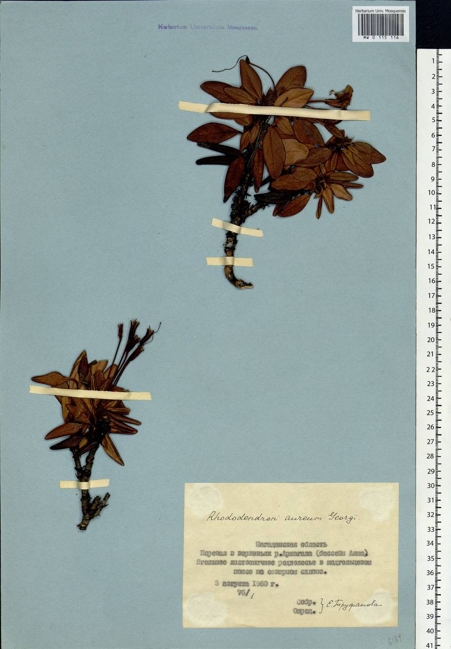 Rhododendron aureum Georgi, Siberia, Chukotka & Kamchatka (S7) (Russia)