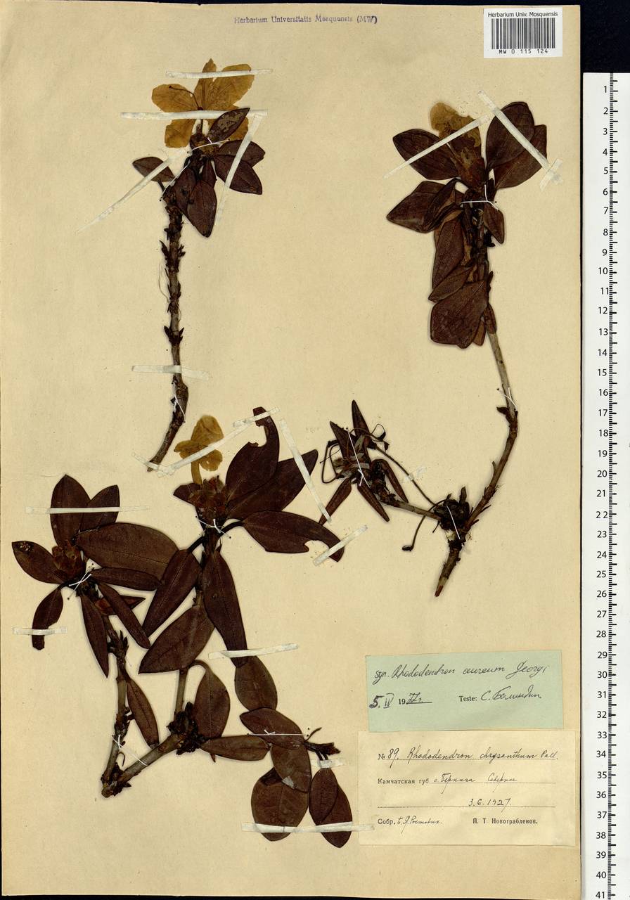 Rhododendron aureum Georgi, Siberia, Chukotka & Kamchatka (S7) (Russia)