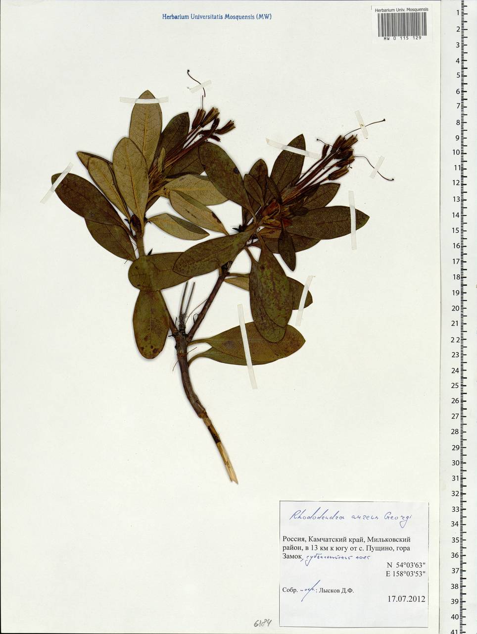 Rhododendron aureum Georgi, Siberia, Chukotka & Kamchatka (S7) (Russia)