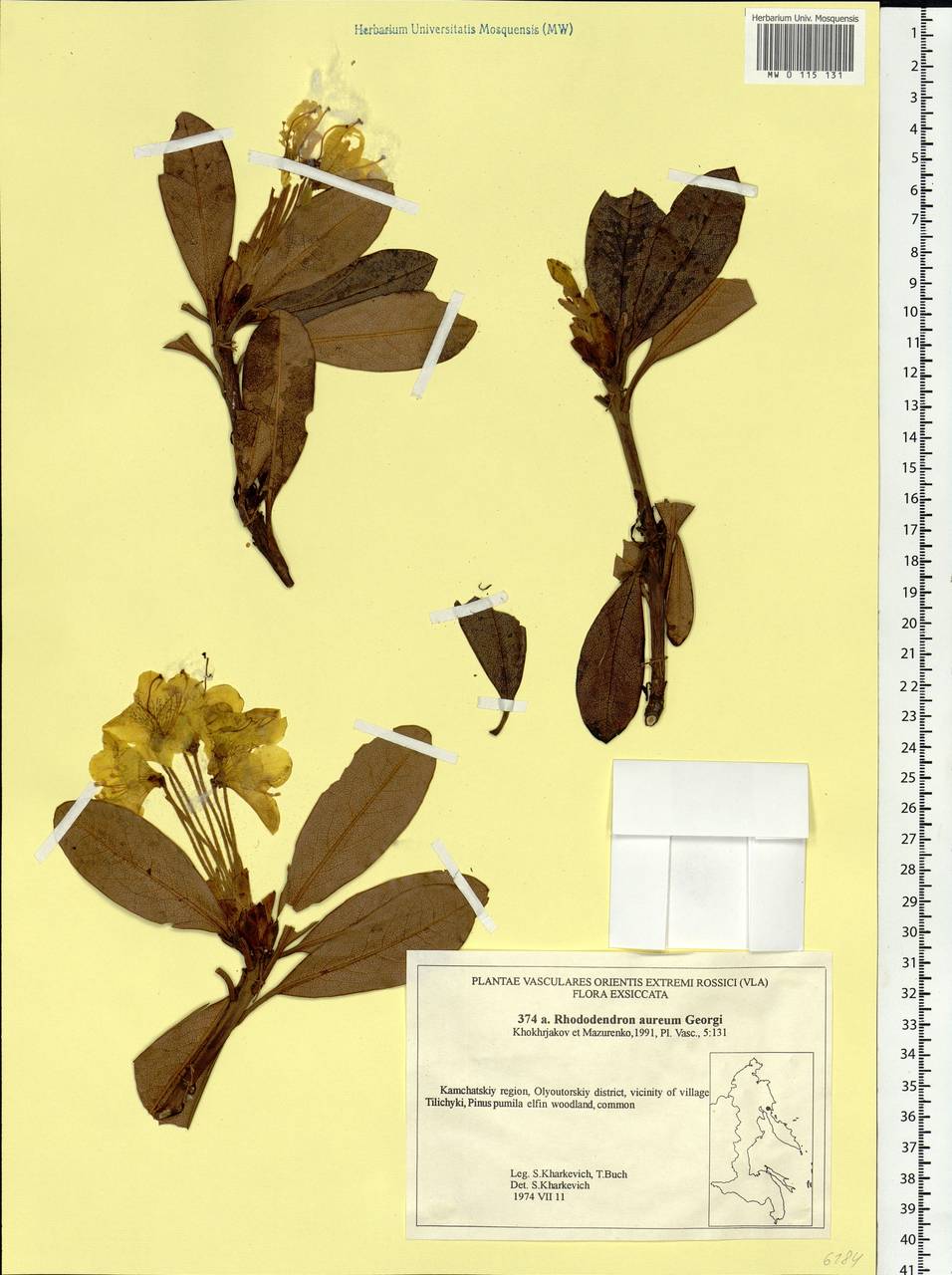 Rhododendron aureum Georgi, Siberia, Chukotka & Kamchatka (S7) (Russia)