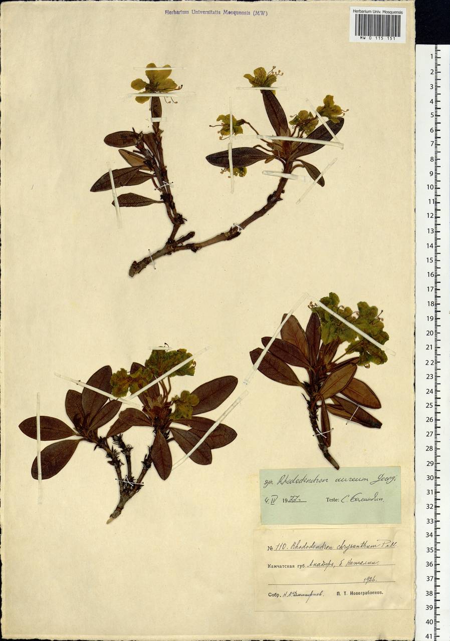 Rhododendron aureum Georgi, Siberia, Chukotka & Kamchatka (S7) (Russia)