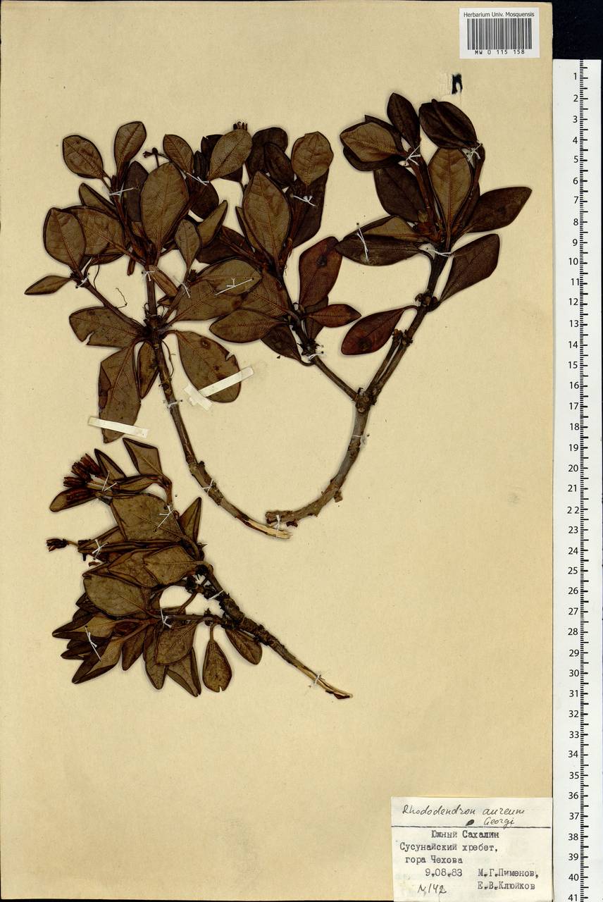 Rhododendron aureum Georgi, Siberia, Russian Far East (S6) (Russia)